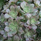 Aeonium 'Mary Anne Kunkel' (cultivar)